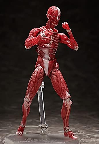 Good Smile Company Human Anatomical Model Figma Action Figure - Fully Articulated Educational Figure