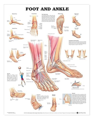 Anatomiediagramm für Fuß und Knöchel - Anatomisches Diagramm 2