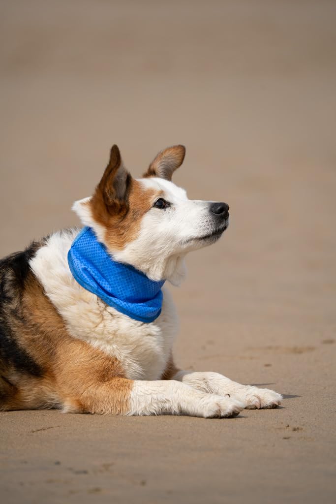 Petface Cooling Summer Blue Dog Bandana - Water-Activated Reusable | Large (38-52 cm Neck) 5