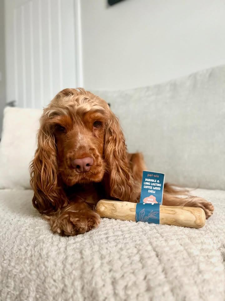 pet wiz Coffee Wood Dog Chew - Heavy Duty | Promotes Oral Hygiene | Large Size