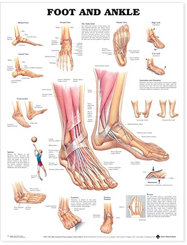 Anatomiediagramm für Fuß und Knöchel - Anatomisches Diagramm 1