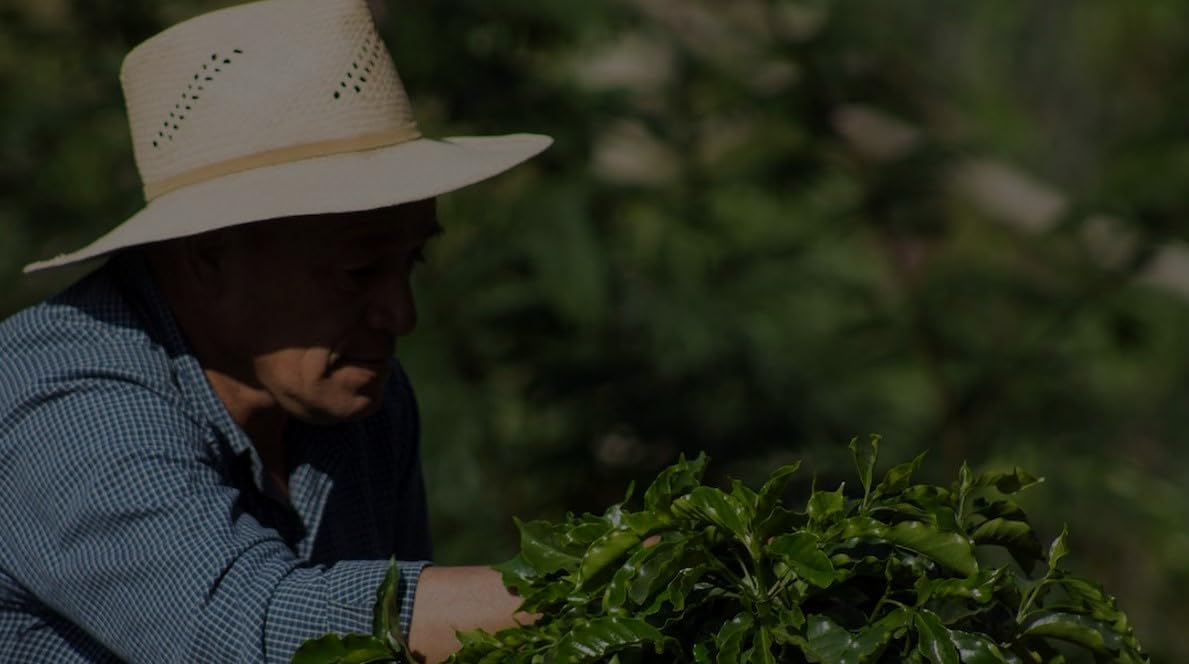 Miofino Pelican Rouge GRAND CLASSICO Whole Medium Roast Coffee Beans | 1kg