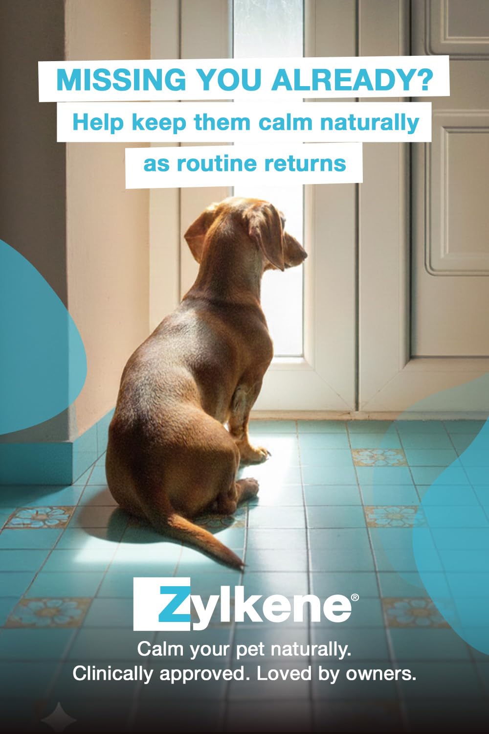 Zylkene Calming Supplements for Large Dogs (30 to 60kg) 450mg | 20 Capsules 4