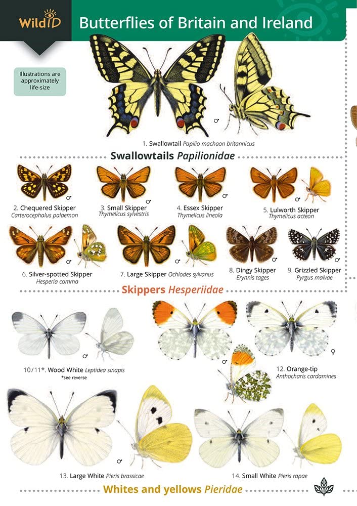 Field Studies Council Guide to the Butterflies of Britain and Ireland | Paperback Field Guide 1
