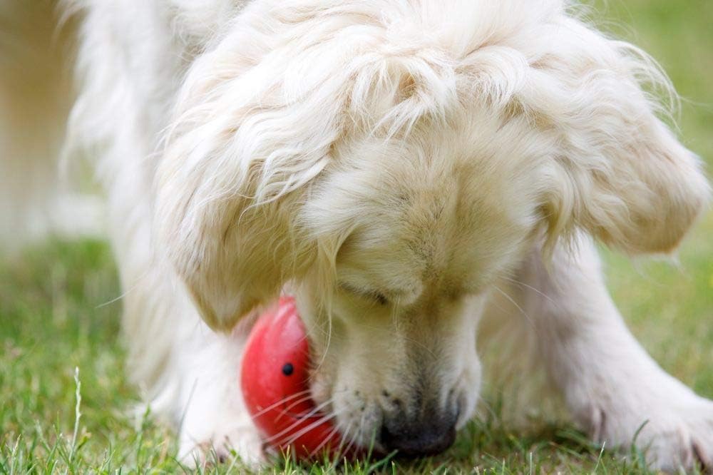 Petface Latex Tomato Soft Chew Dog Toy - Squeaky Fun | Durable Latex | Large Size 4