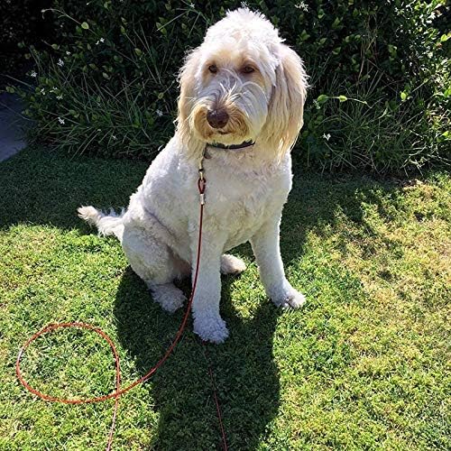 Taylor & Brown Heavy Duty Dog Tie Out Cable with 16 Inch Spiral Ground Stake | 10 Meters 6
