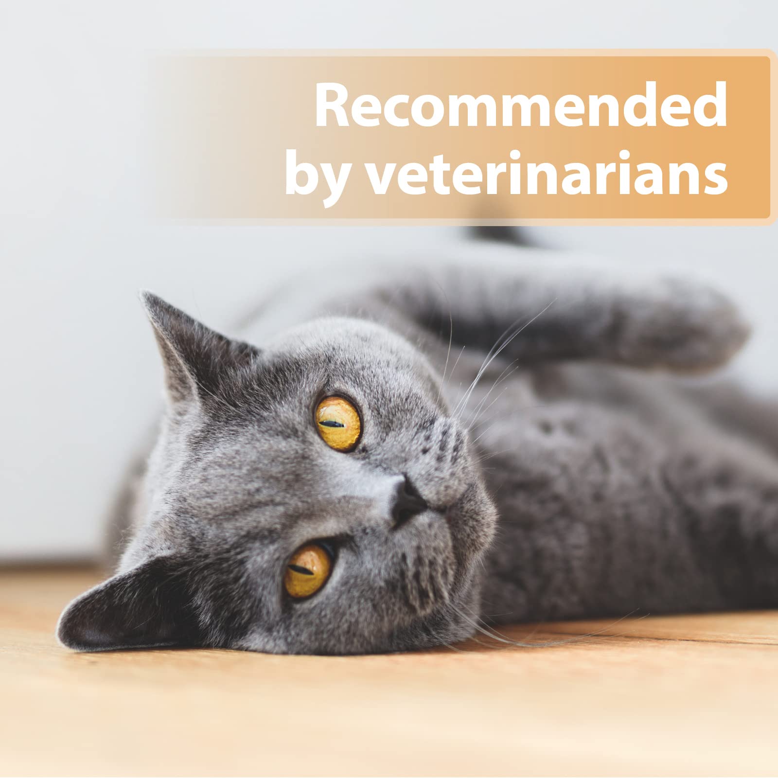 Felisept Wound Gel for Cats - Antiseptic Wound Care | 20ml | Painless Application 5