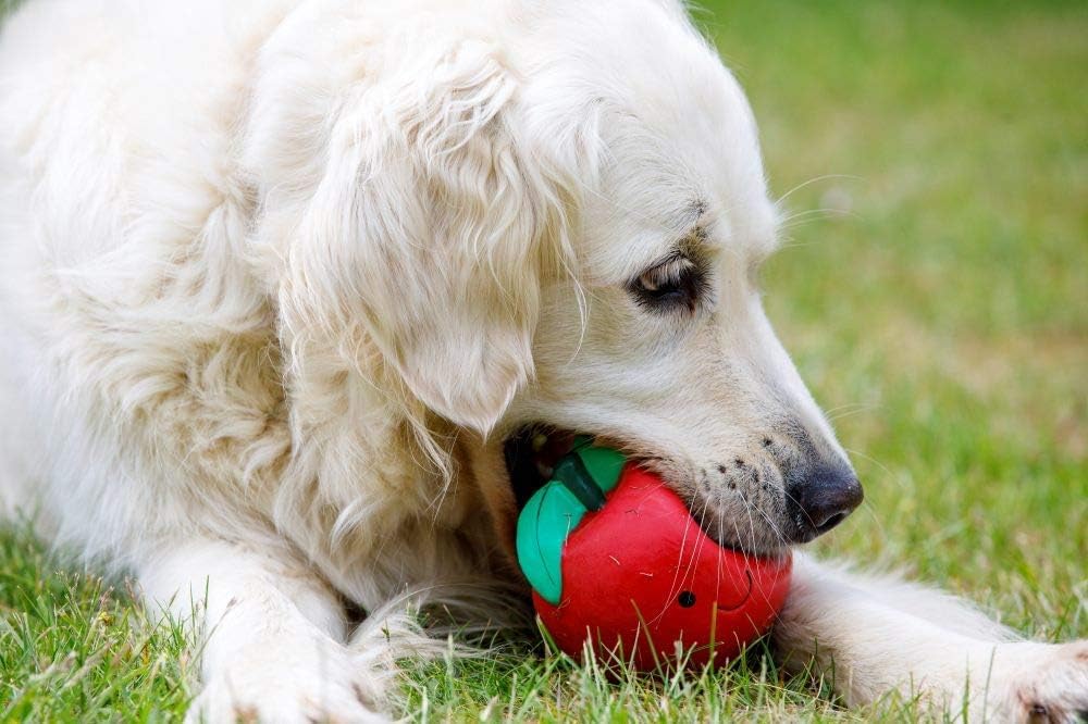 Petface Latex Tomato Soft Chew Dog Toy - Squeaky Fun | Durable Latex | Large Size 3