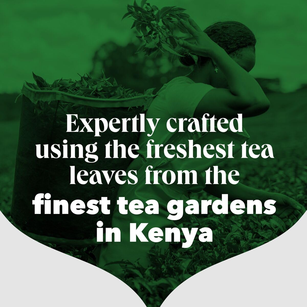 PG Tips Decaf Black Tea Bags Bulk - 70 Teabags (6x Pack )| 420 Total 4