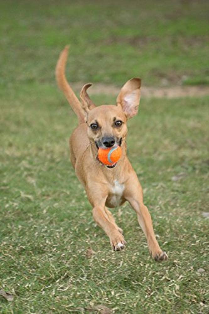 Chuckit! Tennis Ball for Small Dogs - Gentle Natural Rubber & Felt | 2 Pack 4