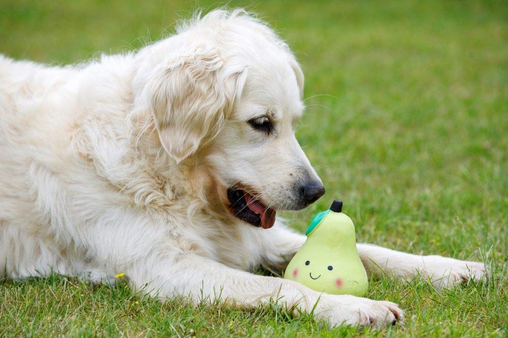 Petface Small Latex Pear Squeaky Chew Toy | Durable Natural Rubber | Unscented 6