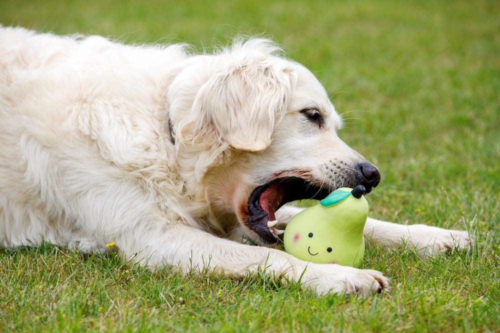 Petface Small Latex Pear Squeaky Chew Toy | Durable Natural Rubber | Unscented 4
