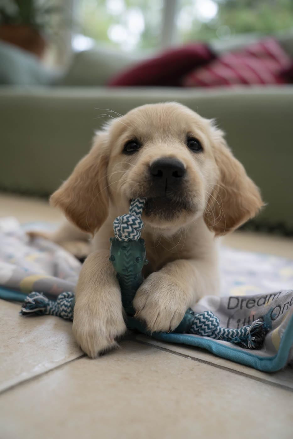 Petface Little Petface Tripod Puppy Dog Chew Toy - Durable Silicone | Unscented | Blue 7