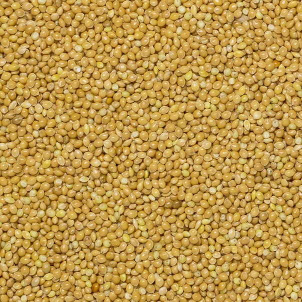 Wholefood Earth Organic Millet Grain – 500g | GMO Free | Vegan | High Fibre