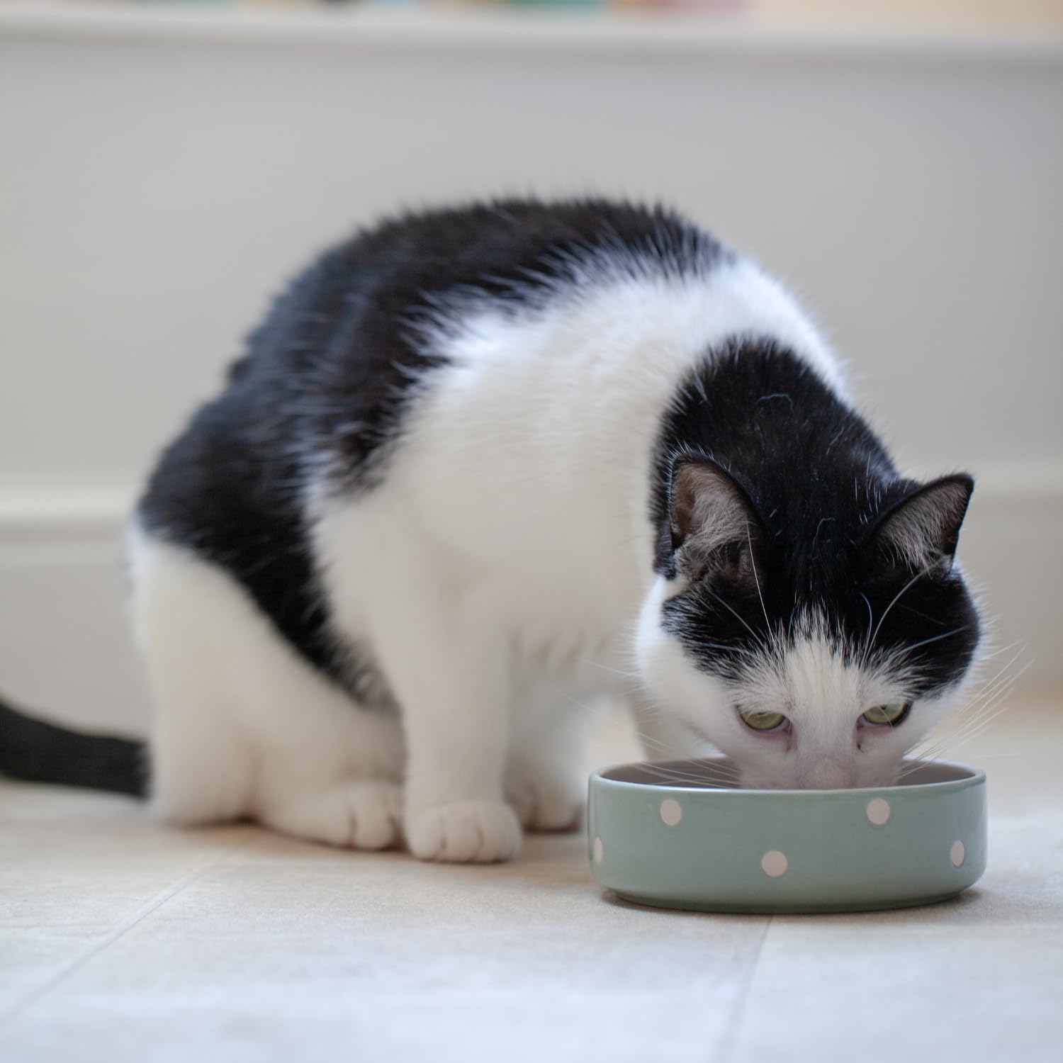 Mason Cash Polka Dot Sage Green Pet Bowl - 13cm | 300ml Capacity | Stoneware