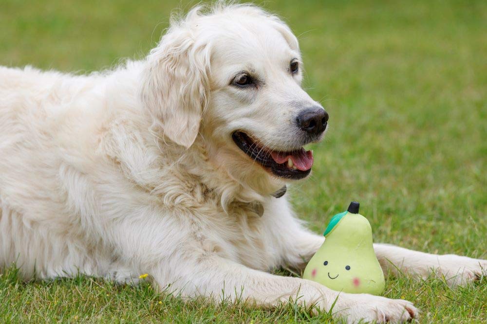 Petface Small Latex Pear Squeaky Chew Toy | Durable Natural Rubber | Unscented