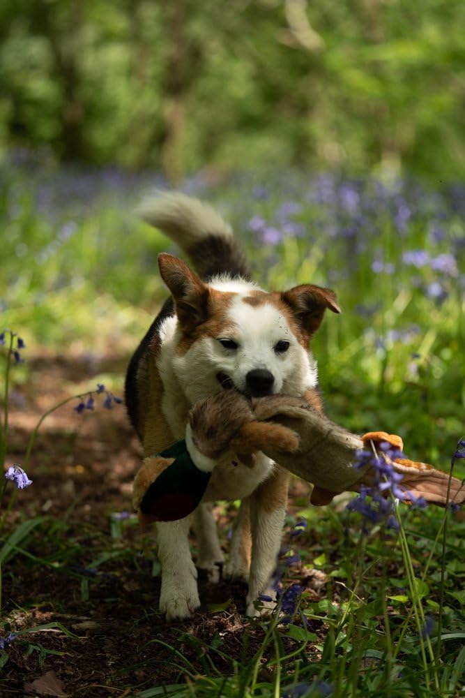 Petface Luxury Multi Squeak Pheasant Dog Toy | Plush Fur Material | Medium & Large Breeds 4