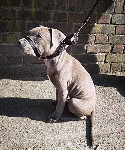 Canny - Canny Collar Head Collar for Dog Training and Walking - Black (Size 4, Model 02-1005) 13