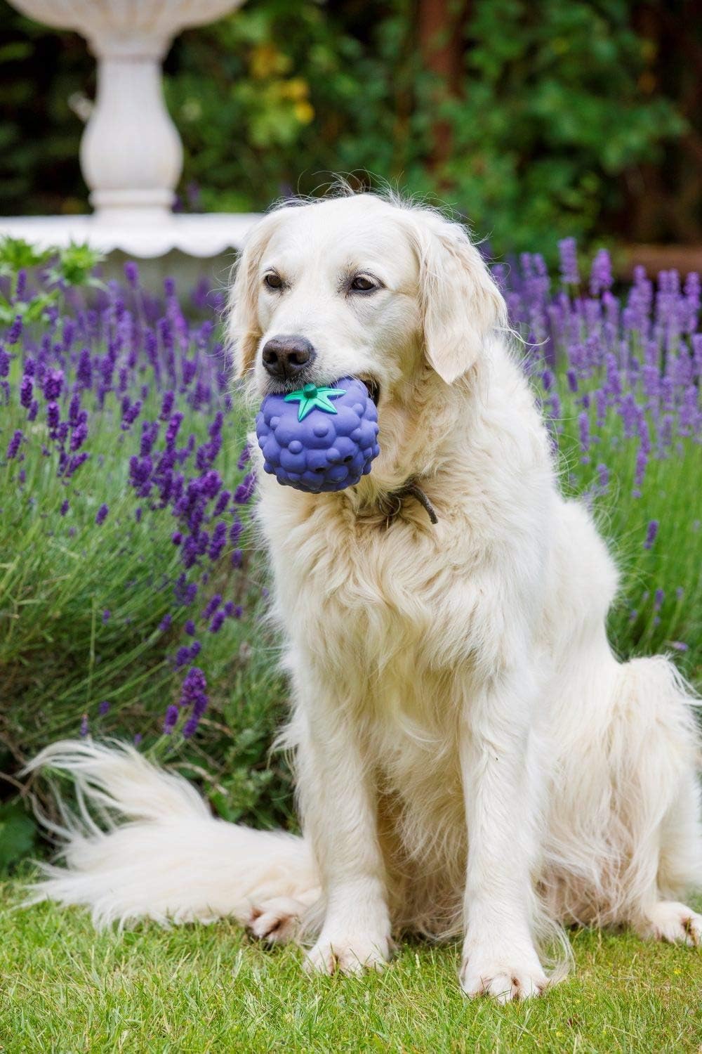 Petface Large Latex Blackberry Squeak Chew Toy - Durable Natural Rubber for Dogs 3