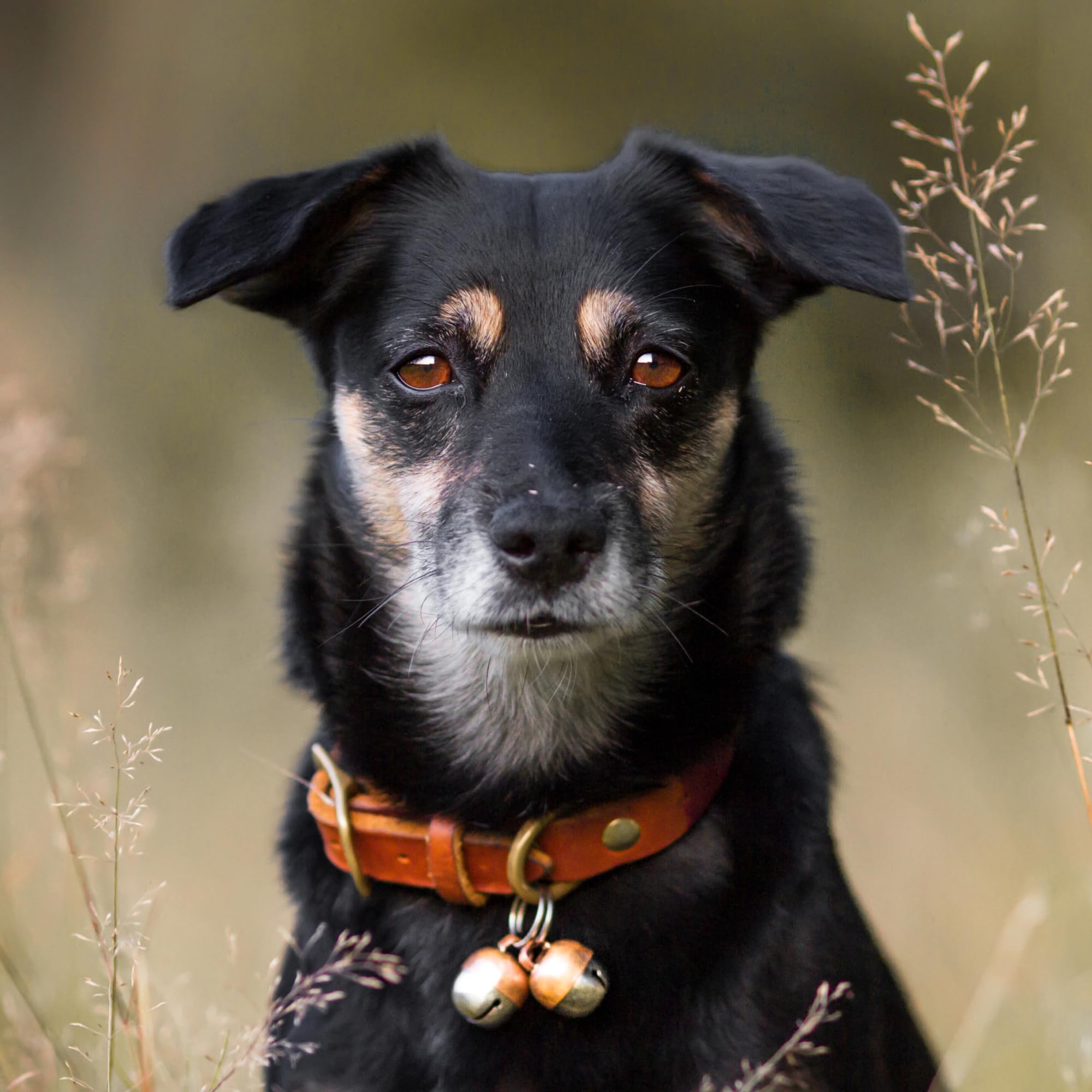 Beau's Bells Loud Copper Pet Bells - Wildlife Protection | Pet Tracking | Split Ring Clasp 7