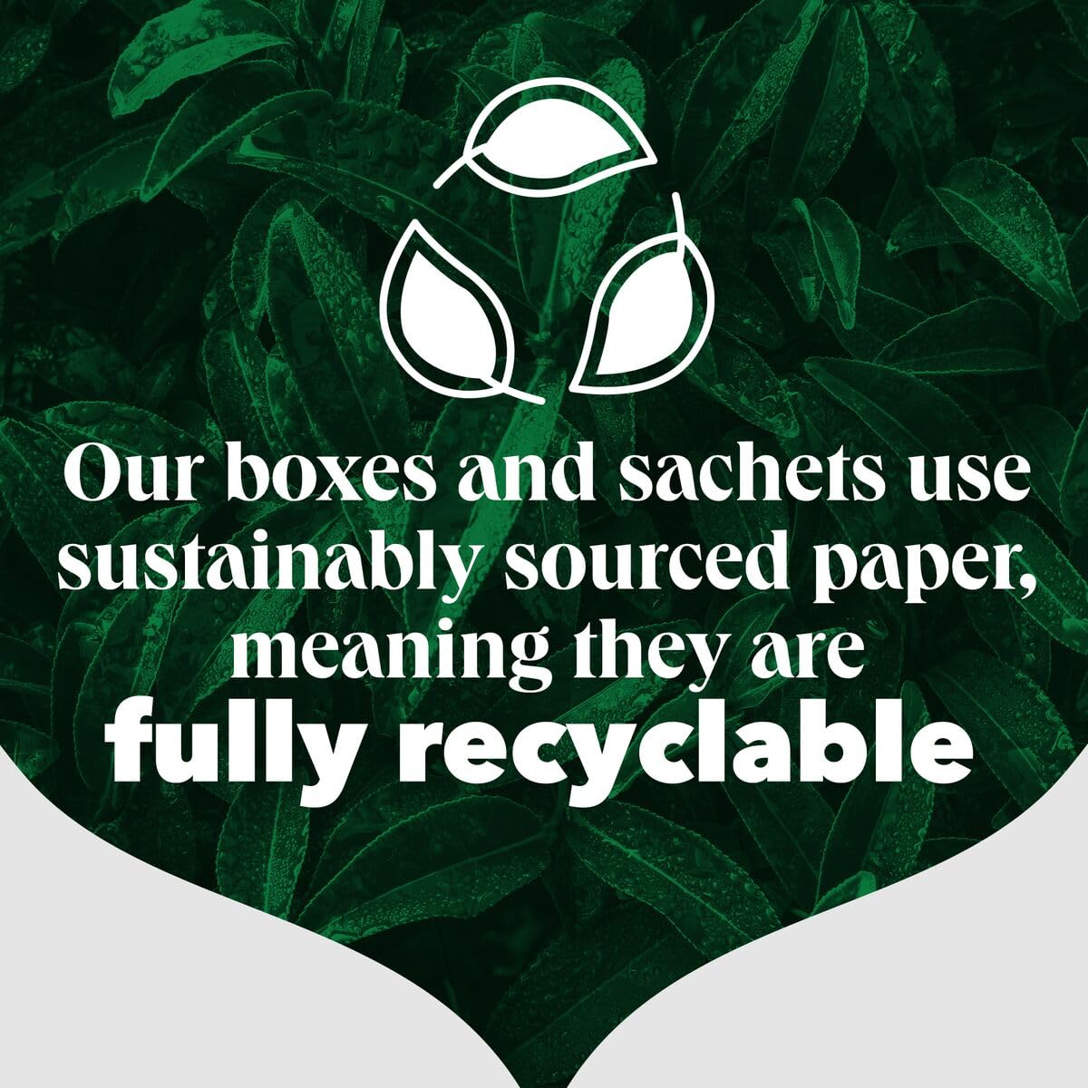 PG Tips - Himbeerblätter-Teebeutel, 150 einzeln verpackte, biologisch abbaubare Teebeutel 8