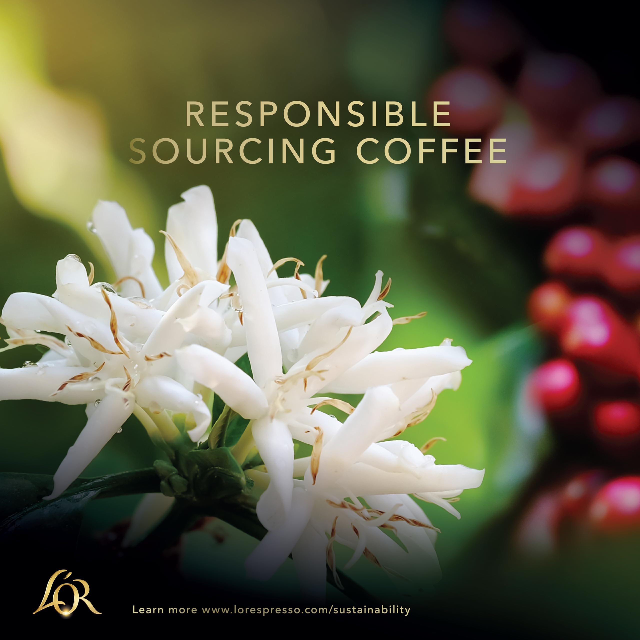 L'OR Classique Coffee Beans 200g Intensity 6 - Balanced & Smooth with Citrus Notes (Pack of 4, 800g Total) 3