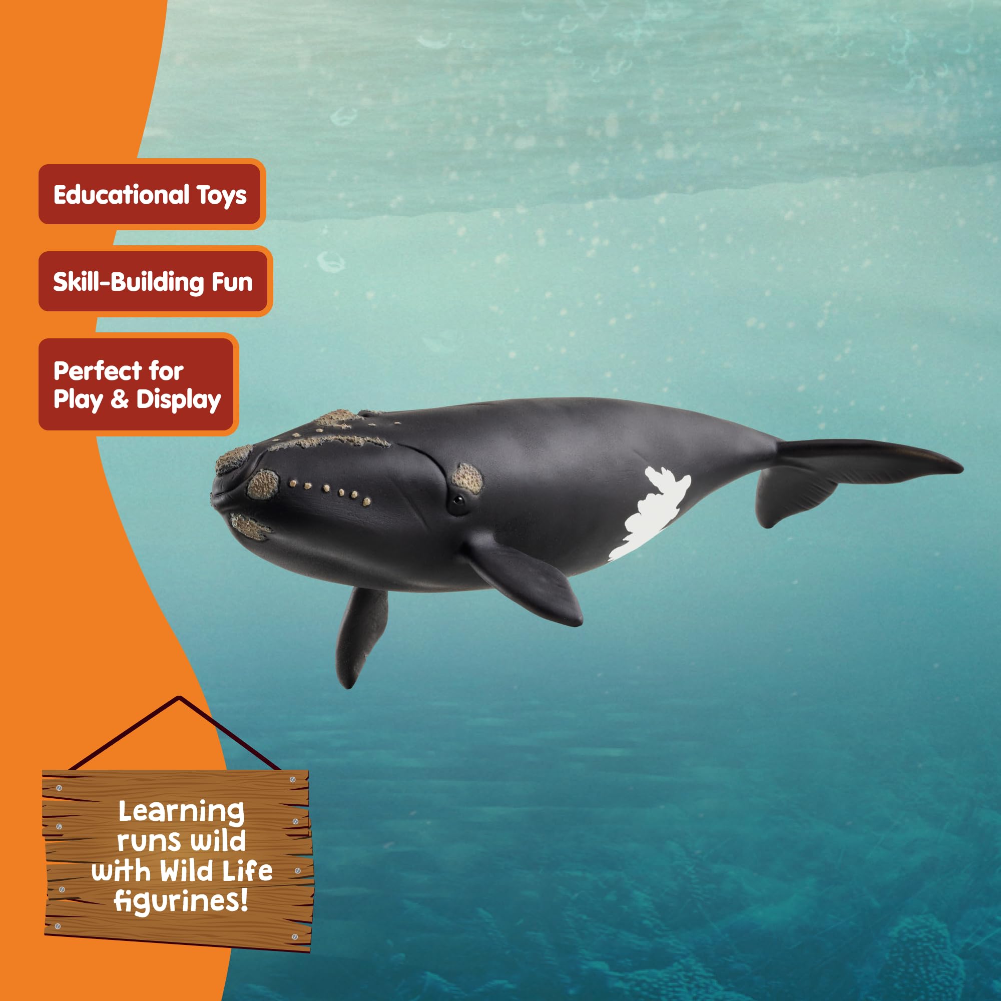 Schleich Wild Life Right Whale Figurine - Realistic 19cm Ocean Animal Toy for Kids 5
