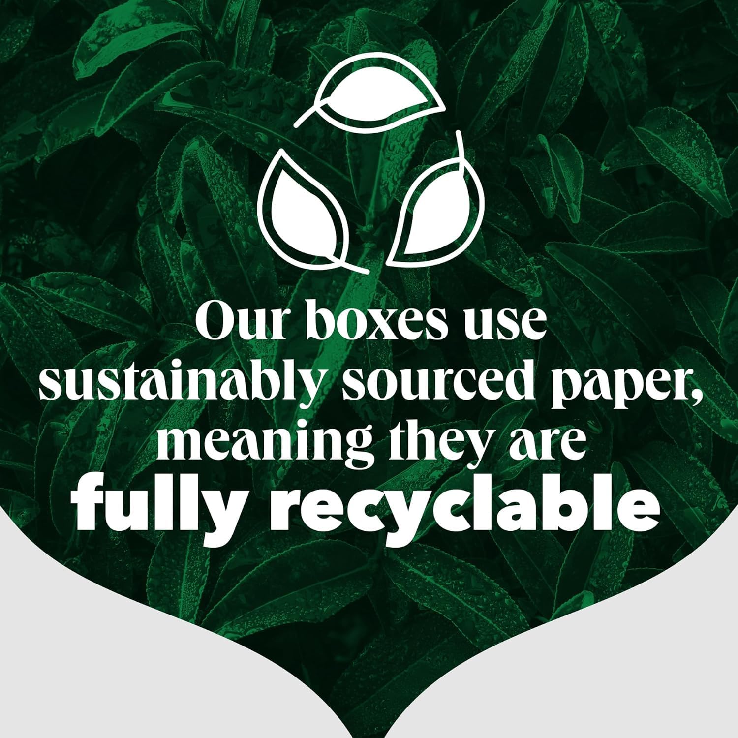 PG Tips - Original Schwarzteebeutel 160 9