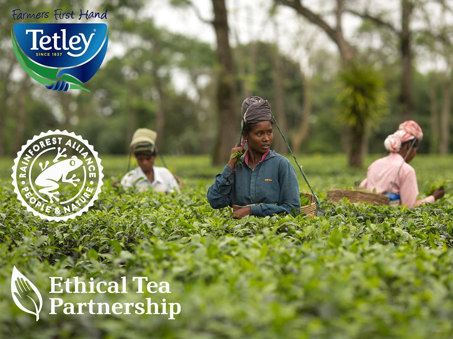 Tetley Enveloped Variety Pack 90 Tea Envelopes 7