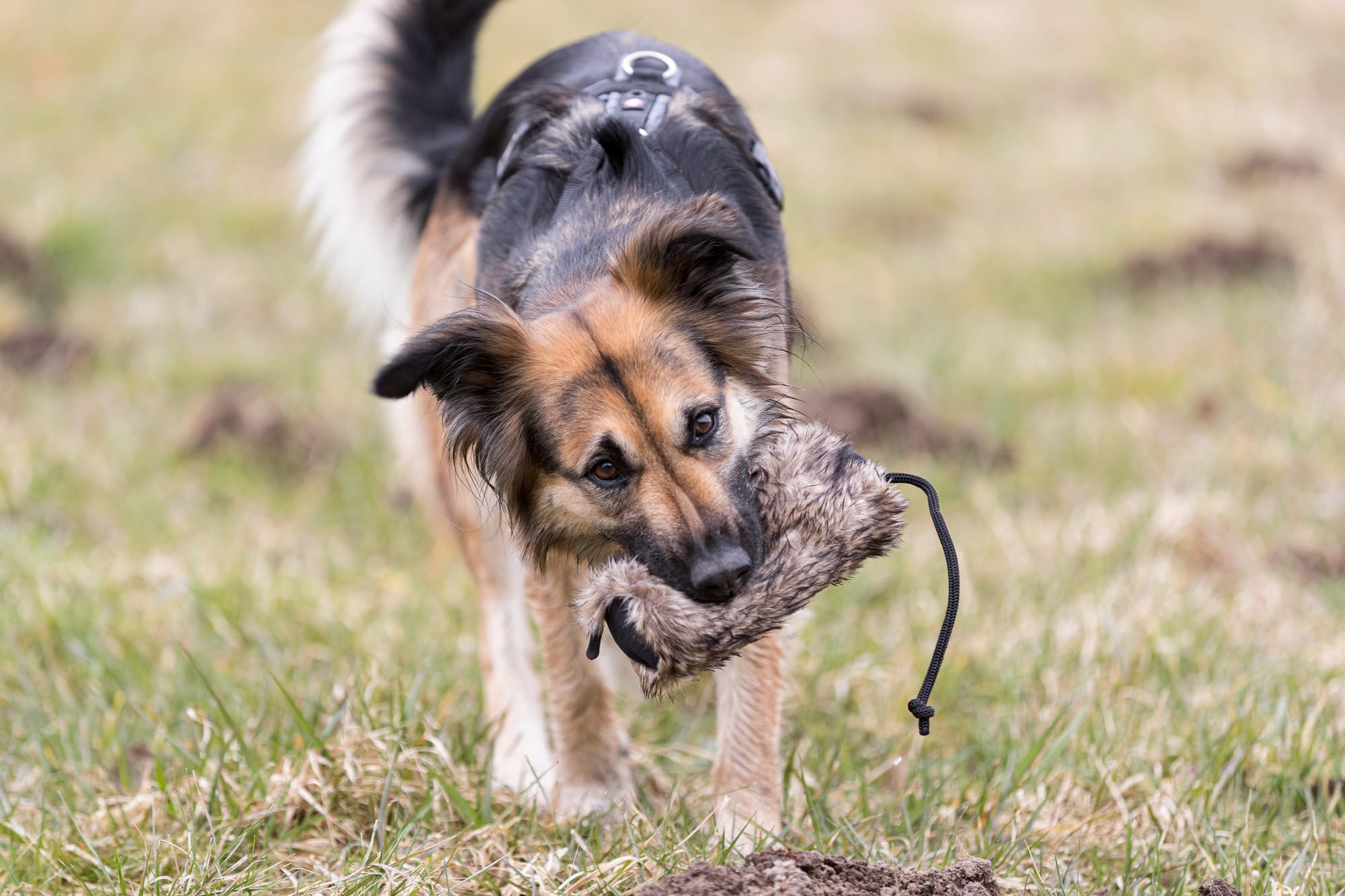 TRIXIE Food Dummy Training Toy - Vegan Faux Fur | Bacon Scented | Black 3