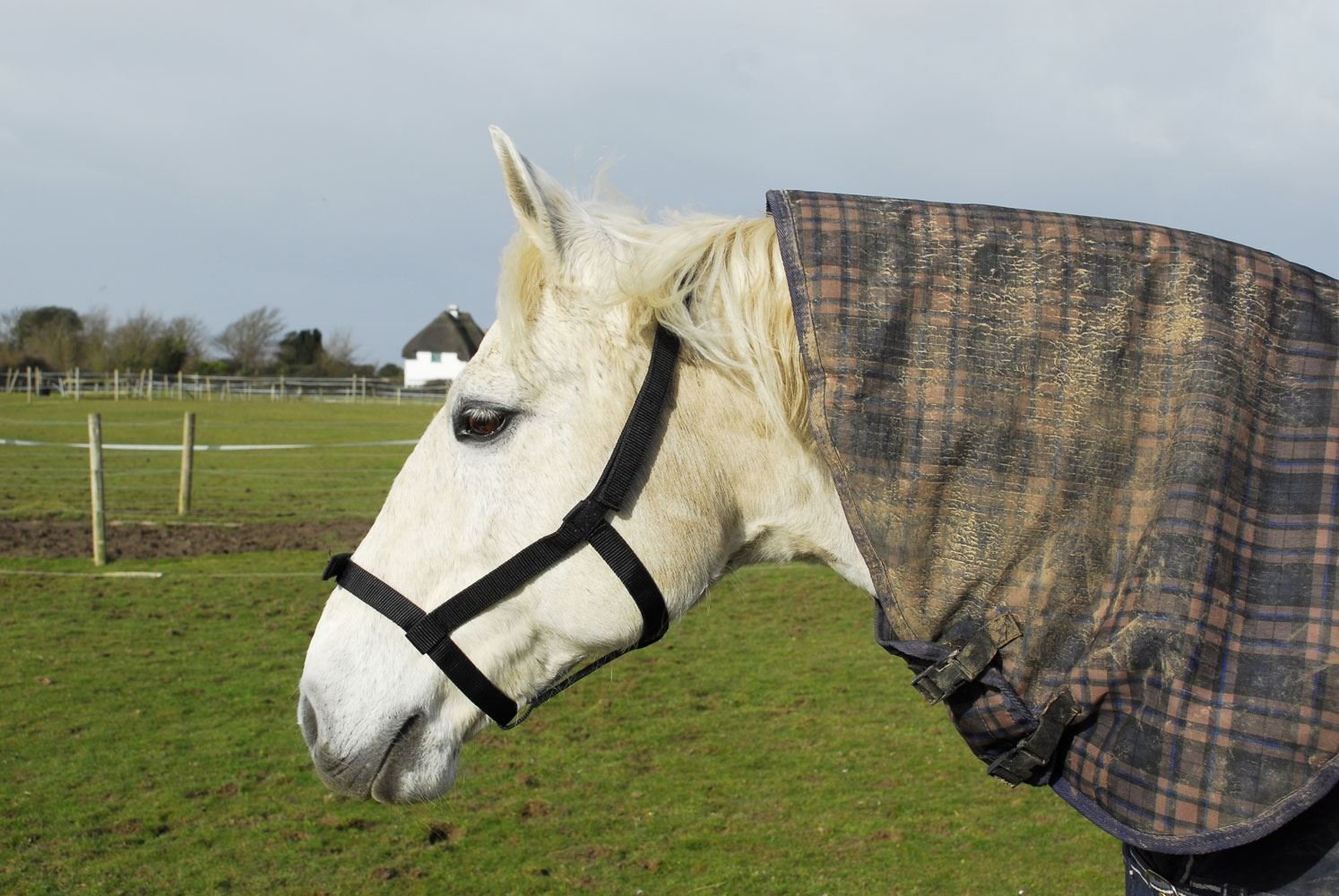 Rhinegold Field Safe Headcollar - Cob Size | Metal Free | Raspberry Nylon Webbing