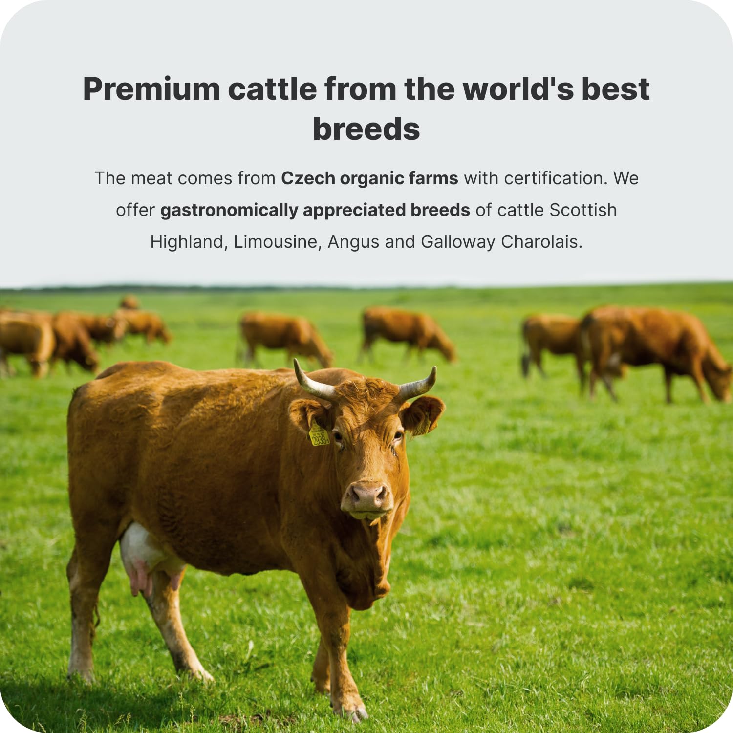 Vilgain Organic Beef Steak Strips - High Protein, Gluten-Free, No Nitrates 6