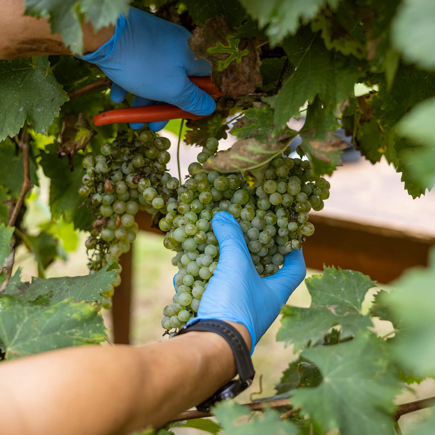 Mazzetti Balsamic Glaze with Balsamic Vinegar of Modena 215ml 3