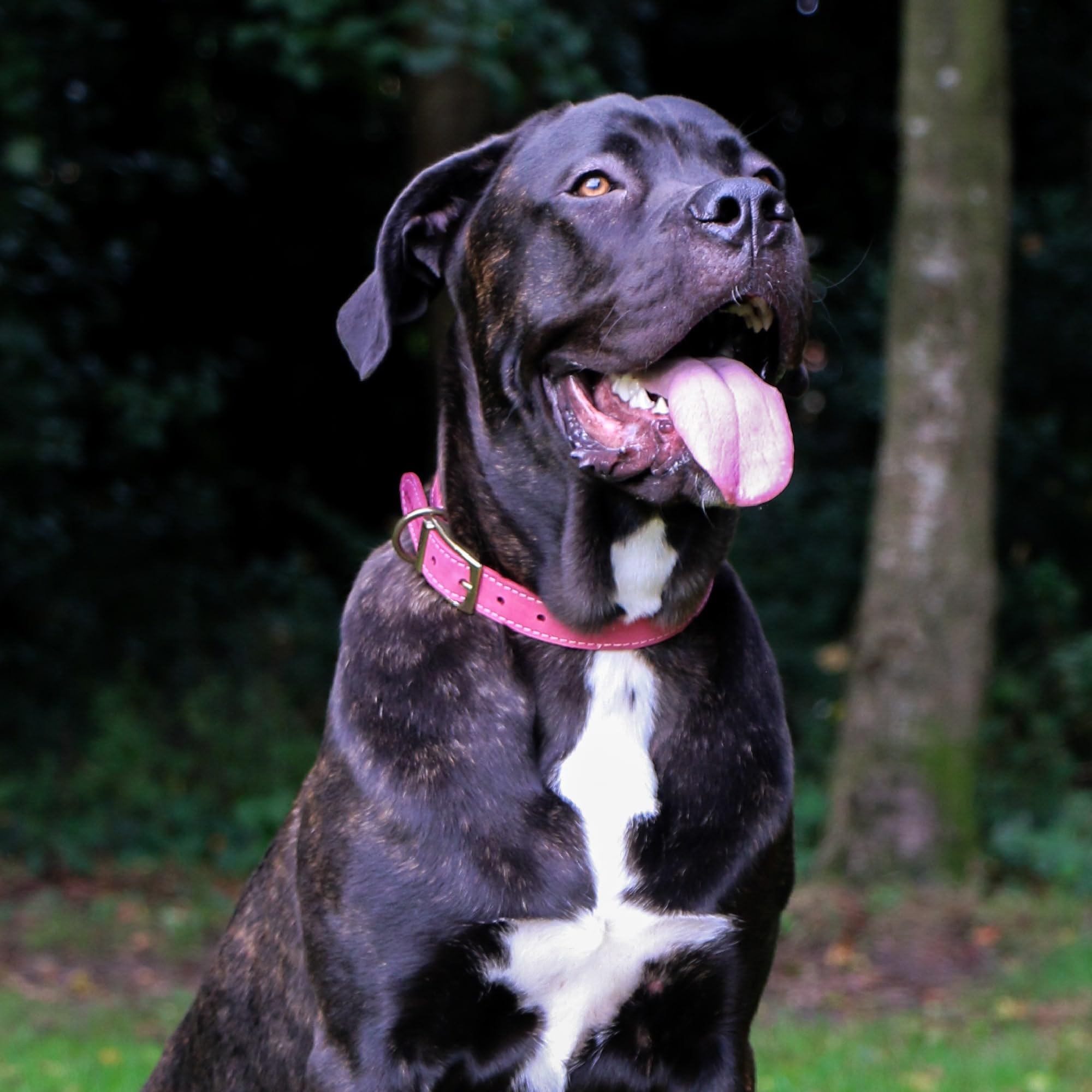 Ancol Timberwolf Premium Leather Dog Collar - Top-Grain Bridle Leather | Size 3 (28-36 cm) | Raspberry 4