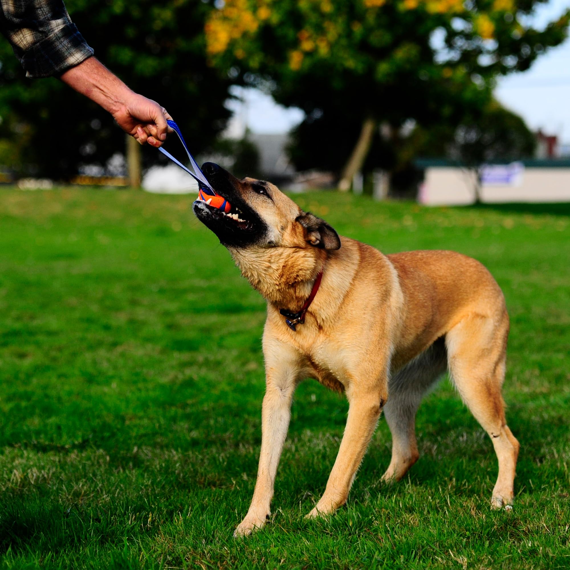 Chuckit! Ultra Tug Dog Toy - Large, Natural Rubber, Water Resistant