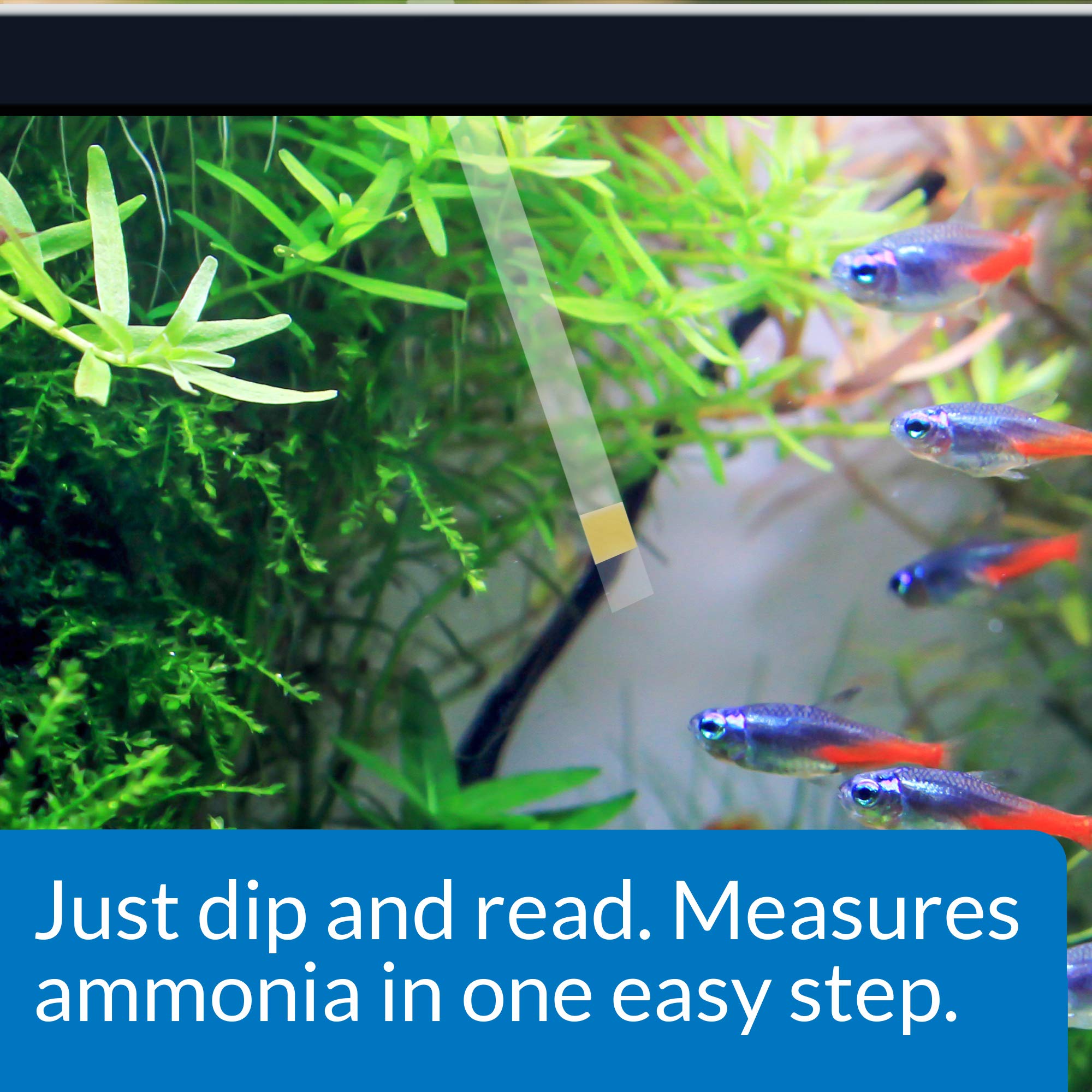 API AMMONIA TEST STRIPS - Freshwater & Saltwater Aquarium Water Quality Test Kit | 25 Strips