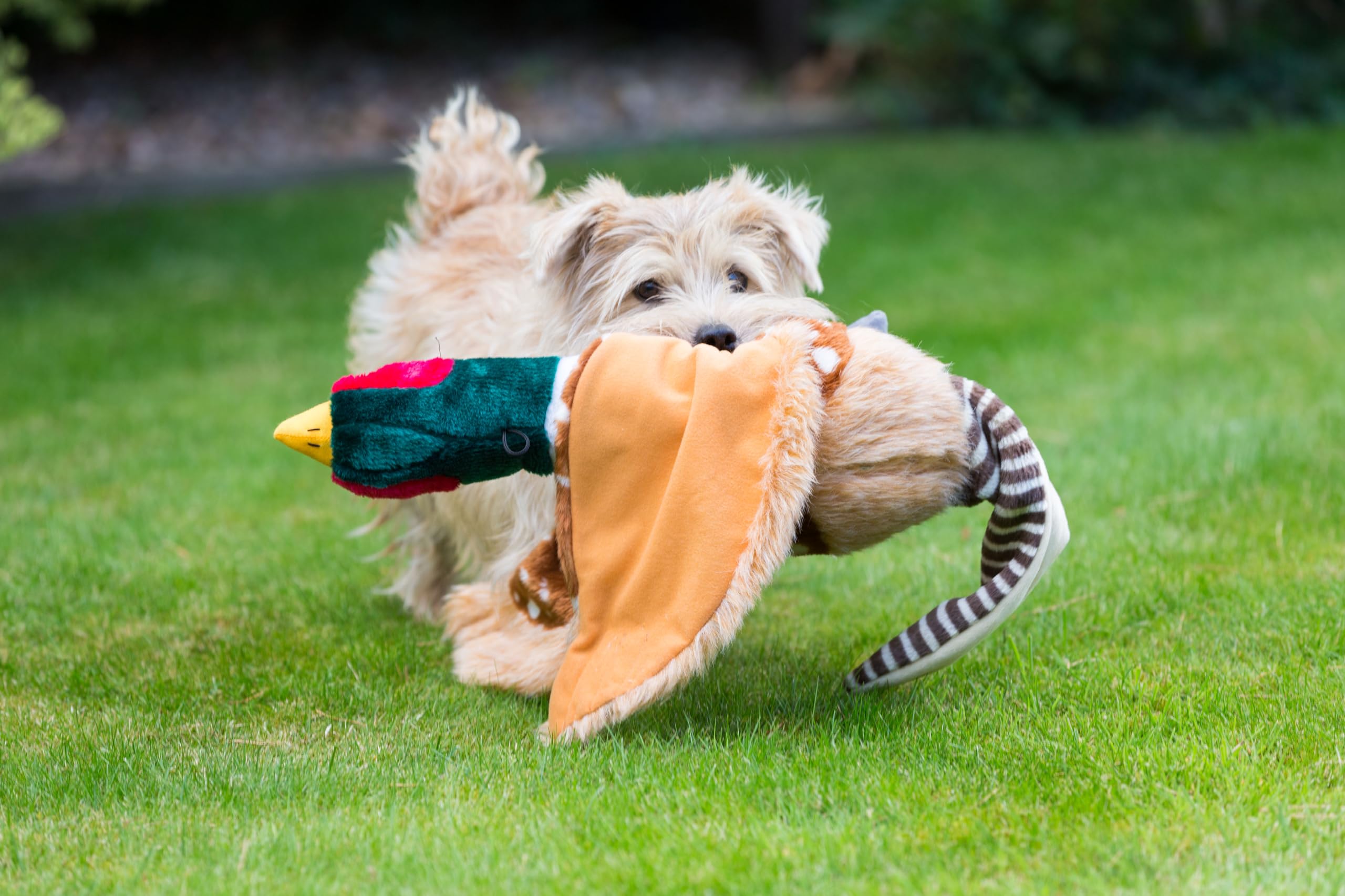 House of Paws Pheasant Dog Toy - Extra Large Plush Squeaker for Dogs | Polyester