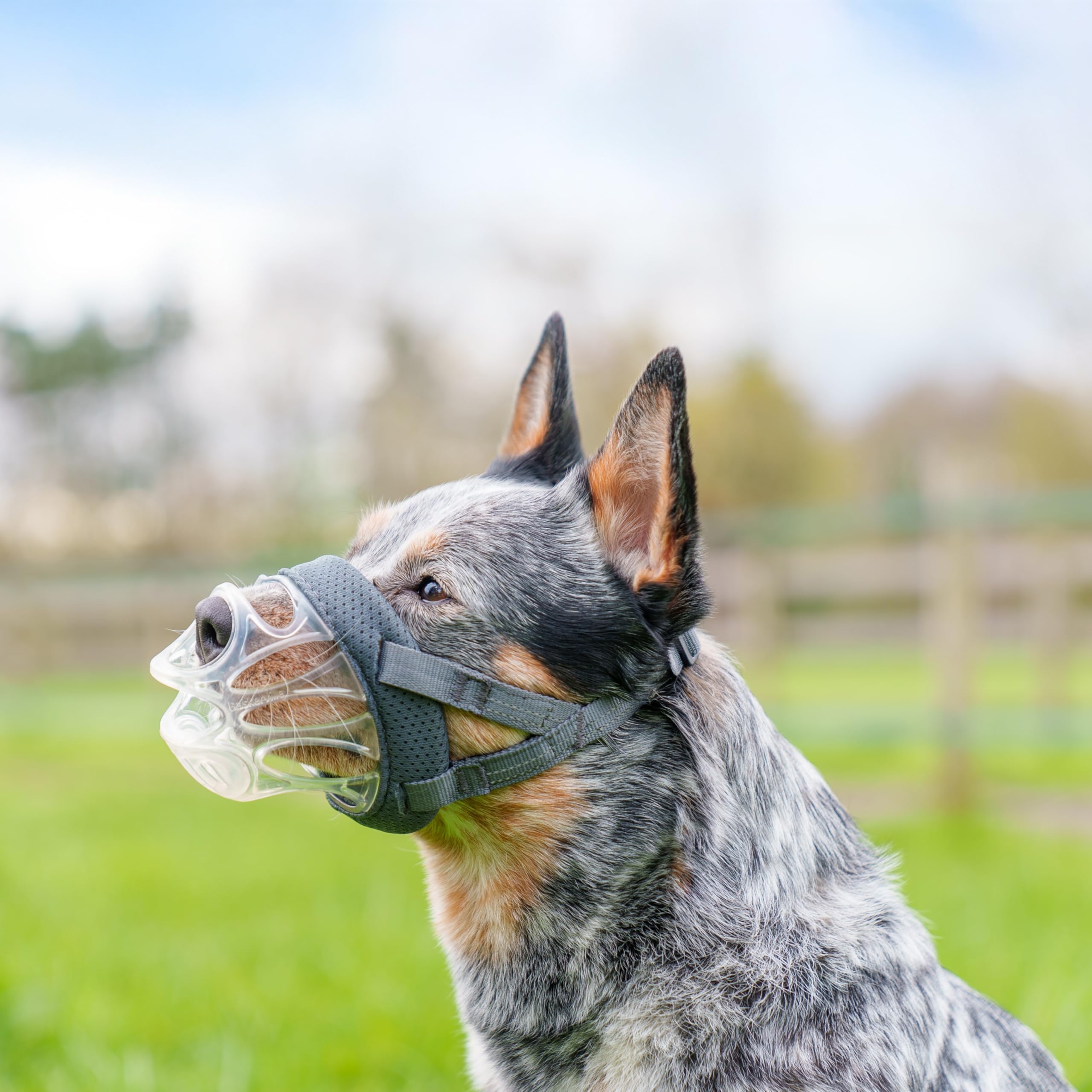Baskerville INVISA Basket Dog Muzzle - Transparent Design, Heat Shapable | Size 3