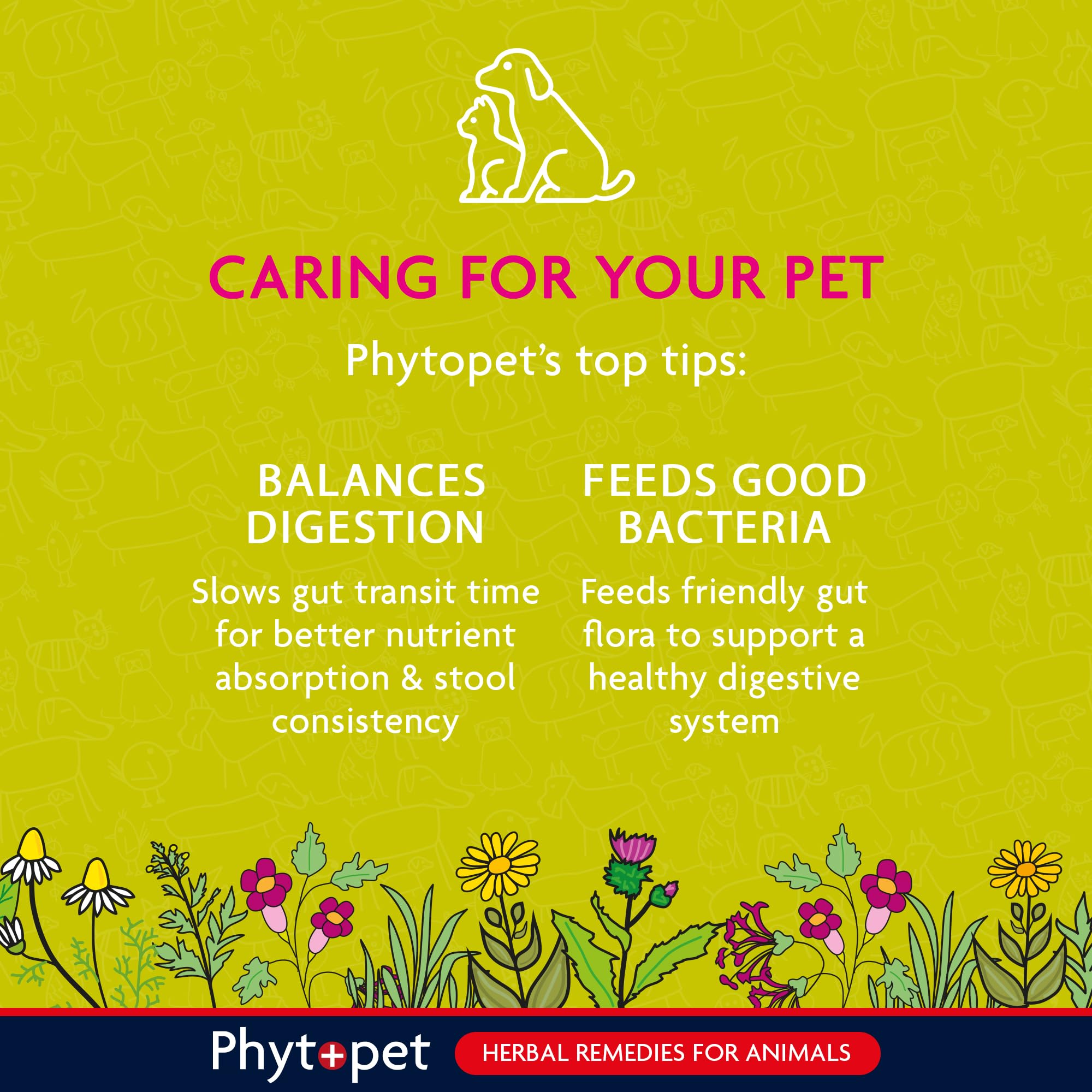 Phytopet Probiotic Concentrate - All Natural Gut Health Powder for Dogs & Cats | 100g 6