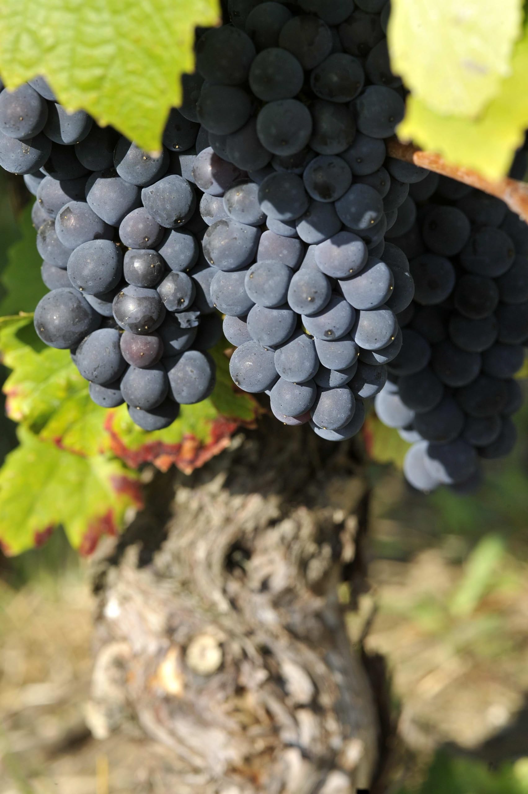 Taittinger Brut Prestige Rosé Non Vintage Champagne in Gift Box (75cl) 3