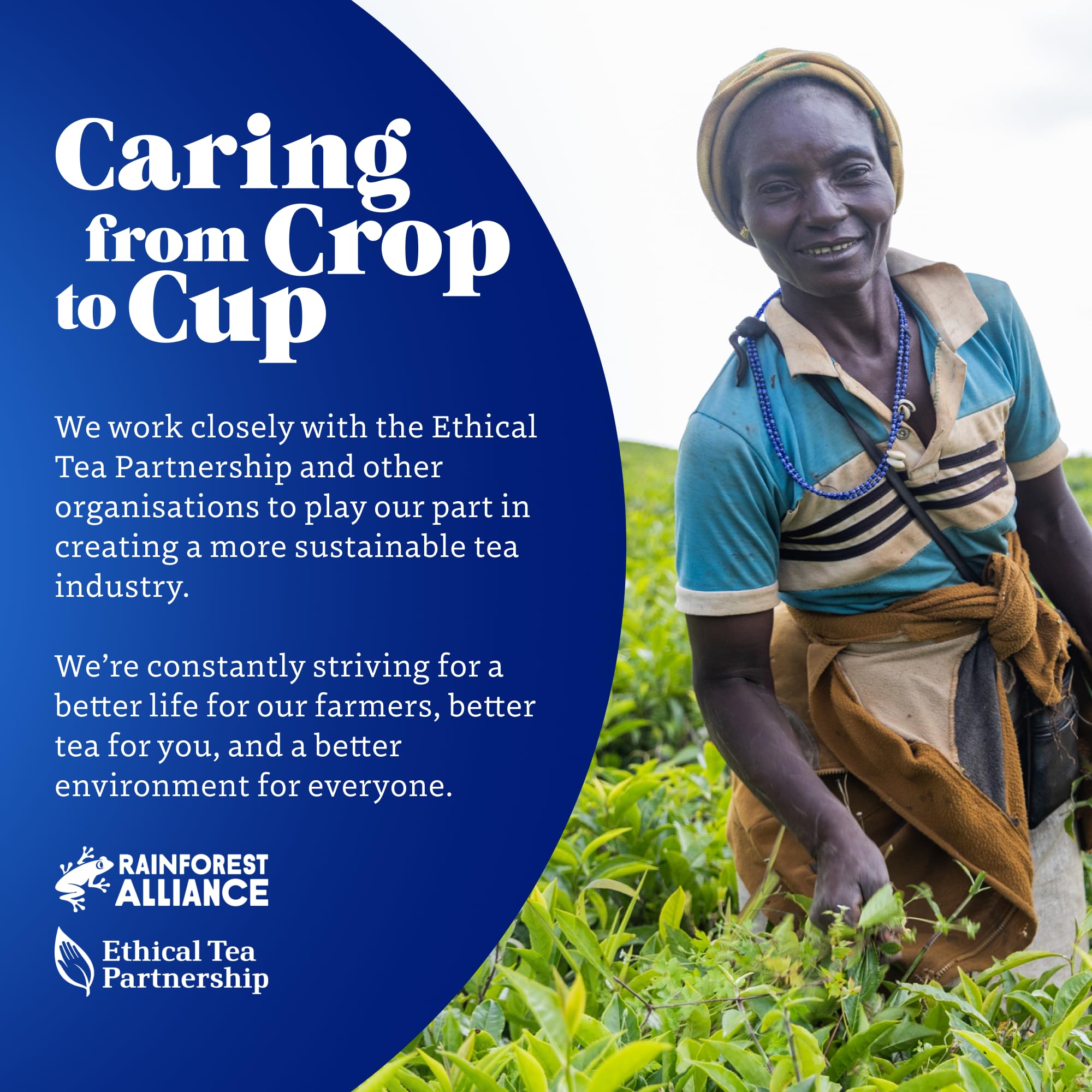 Tetley Pure Green Tea Bags – Natürlich mild und erfrischend – Rainforest Alliance-zertifiziert – 150 Teebeutel (6 x 25) 7