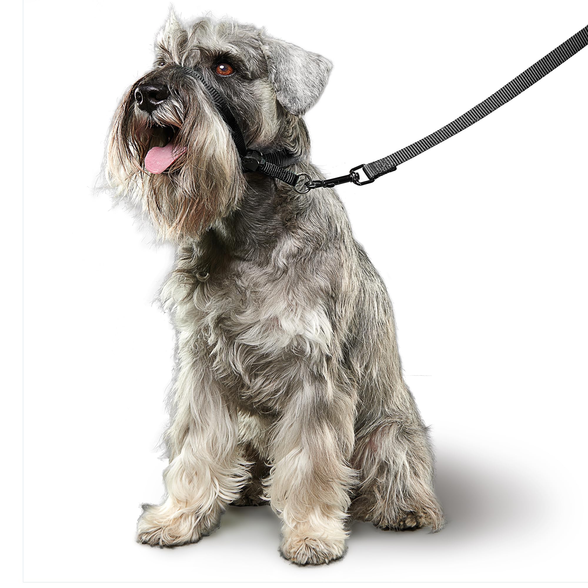 Beaphar Gentle Leader Headcollar - Stops Pulling for Small Dogs | Black Nylon 4