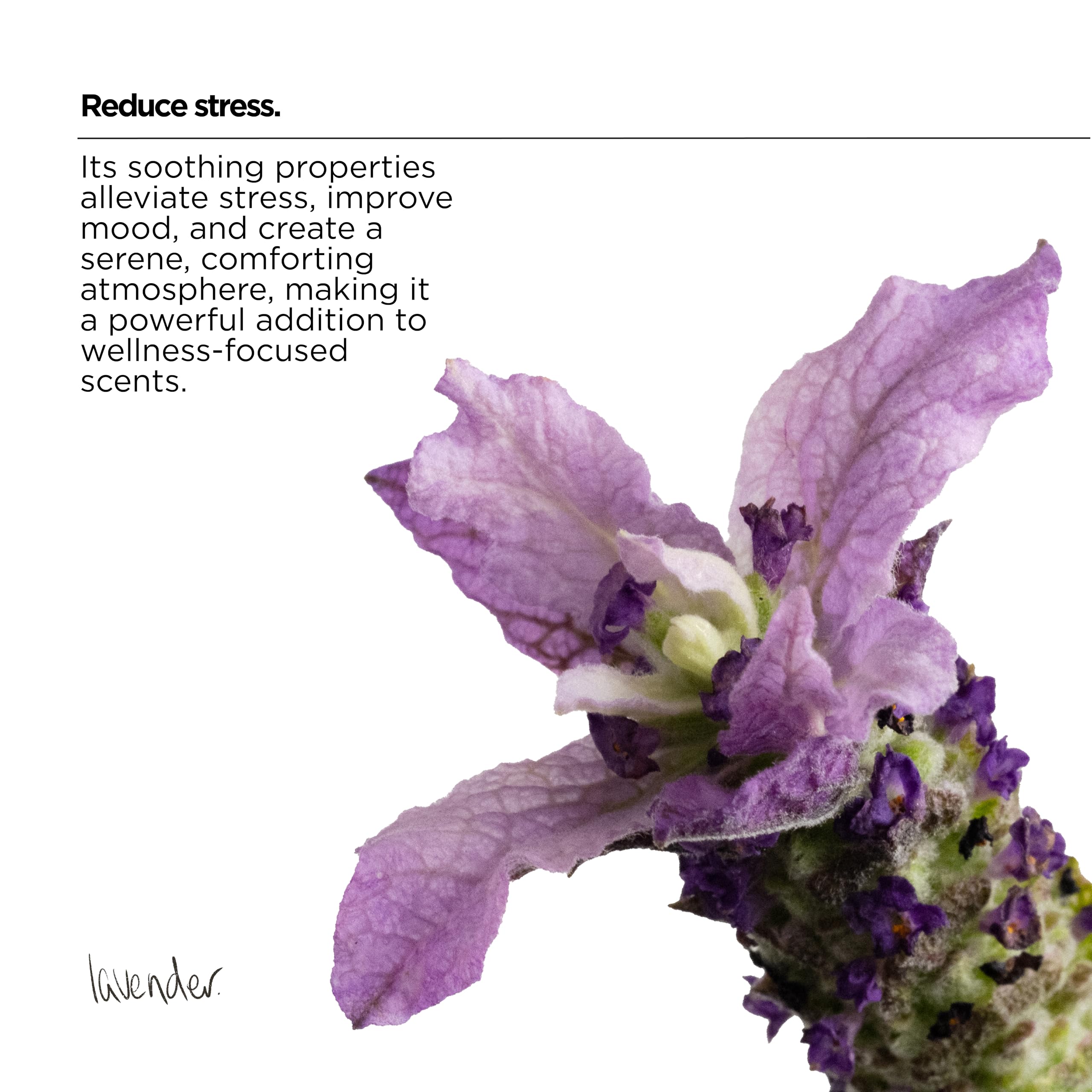 The Lab Co. - Non-Bio Fabric Conditioner Laundry Softener (1 Litre) 9