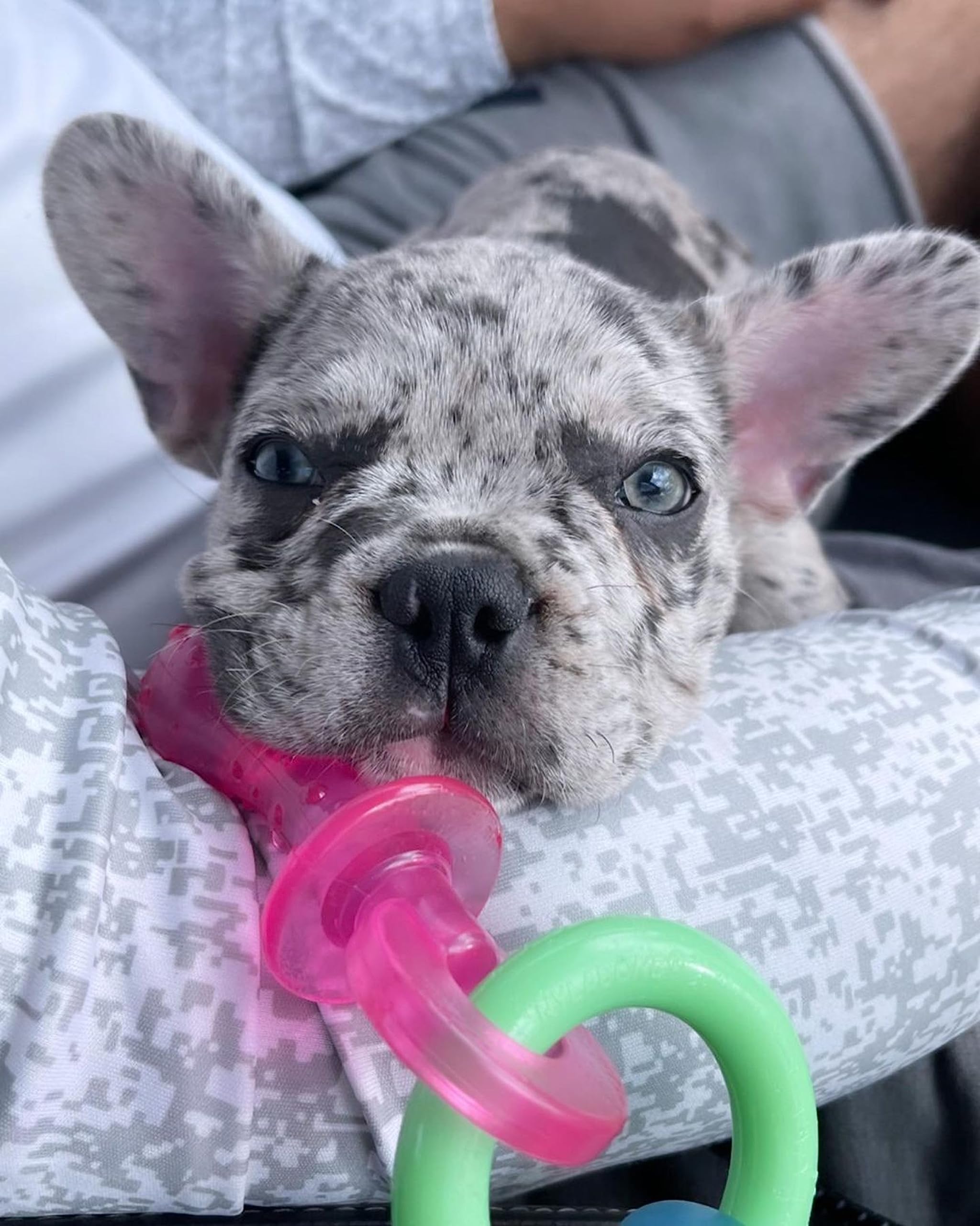 Nylabone Puppy Pacifier Chew Toy - Bacon Flavor, Extra Small (Up to 7 kg) 2
