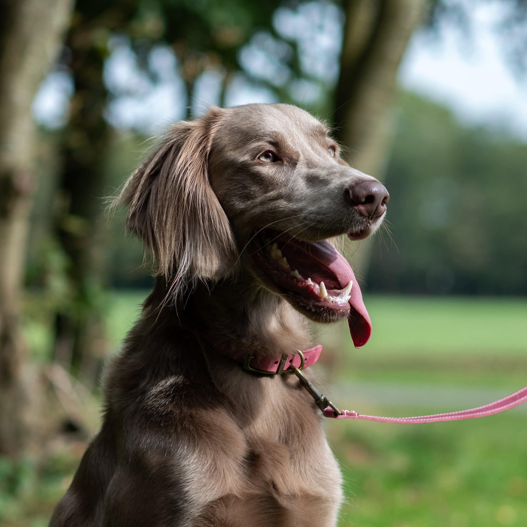 Ancol Timberwolf Premium Leather Dog Collar - Top-Grain Bridle Leather | Size 3 (28-36 cm)