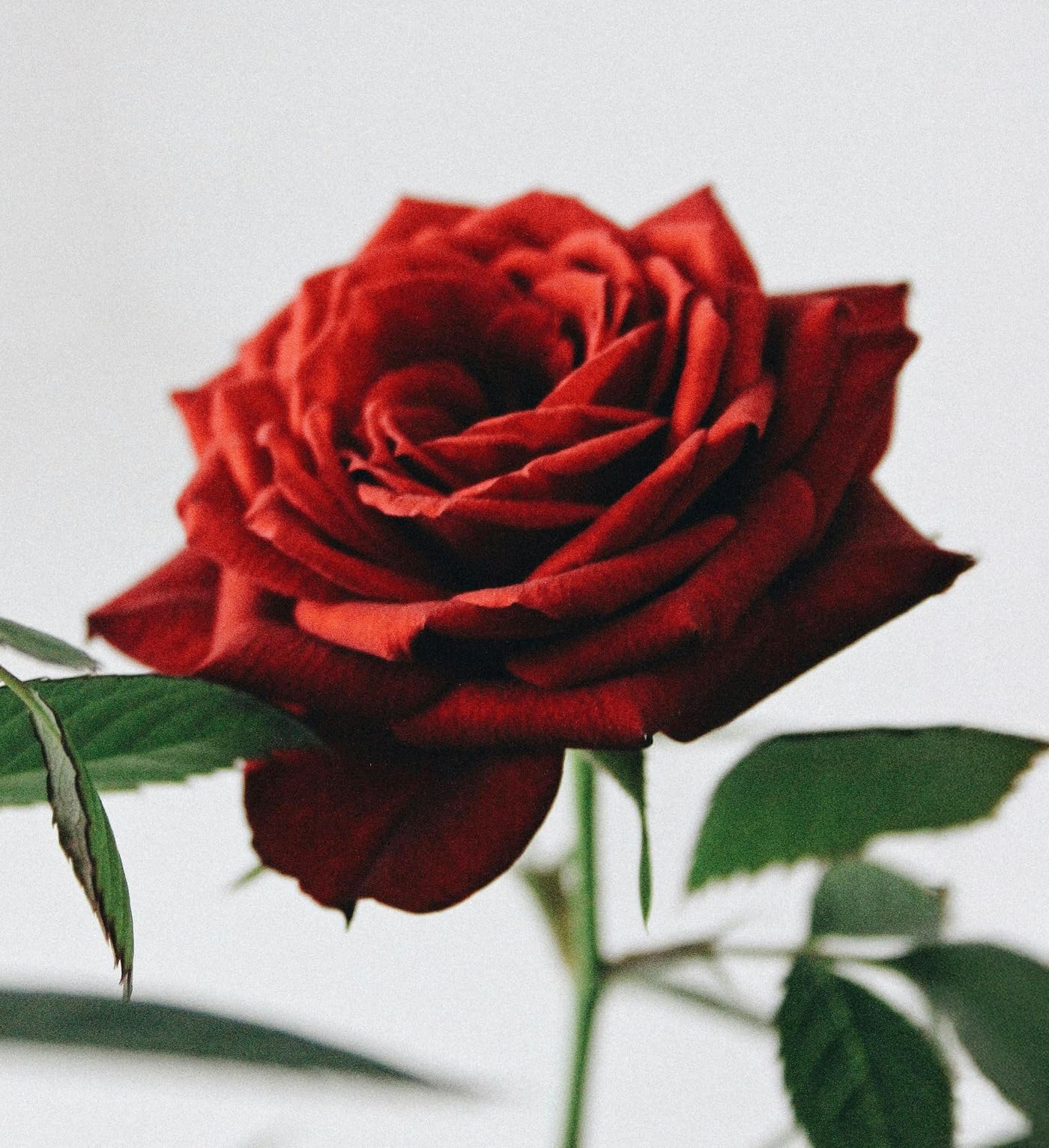 The Lab Co. - Laundry Detergent Strips Sheets 32 Loads Eco Ultra-Concentrated 7