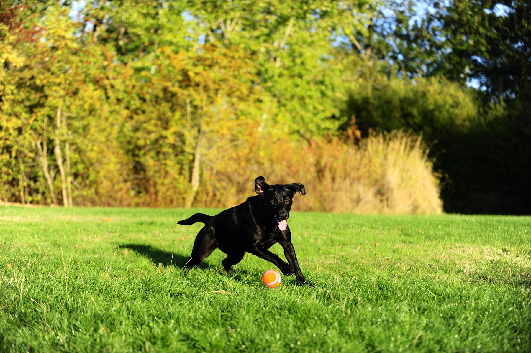Chuckit! Tennis Dog Balls - Medium, High Bounce, Floating, Non-Abrasive Felt - 2 Pack