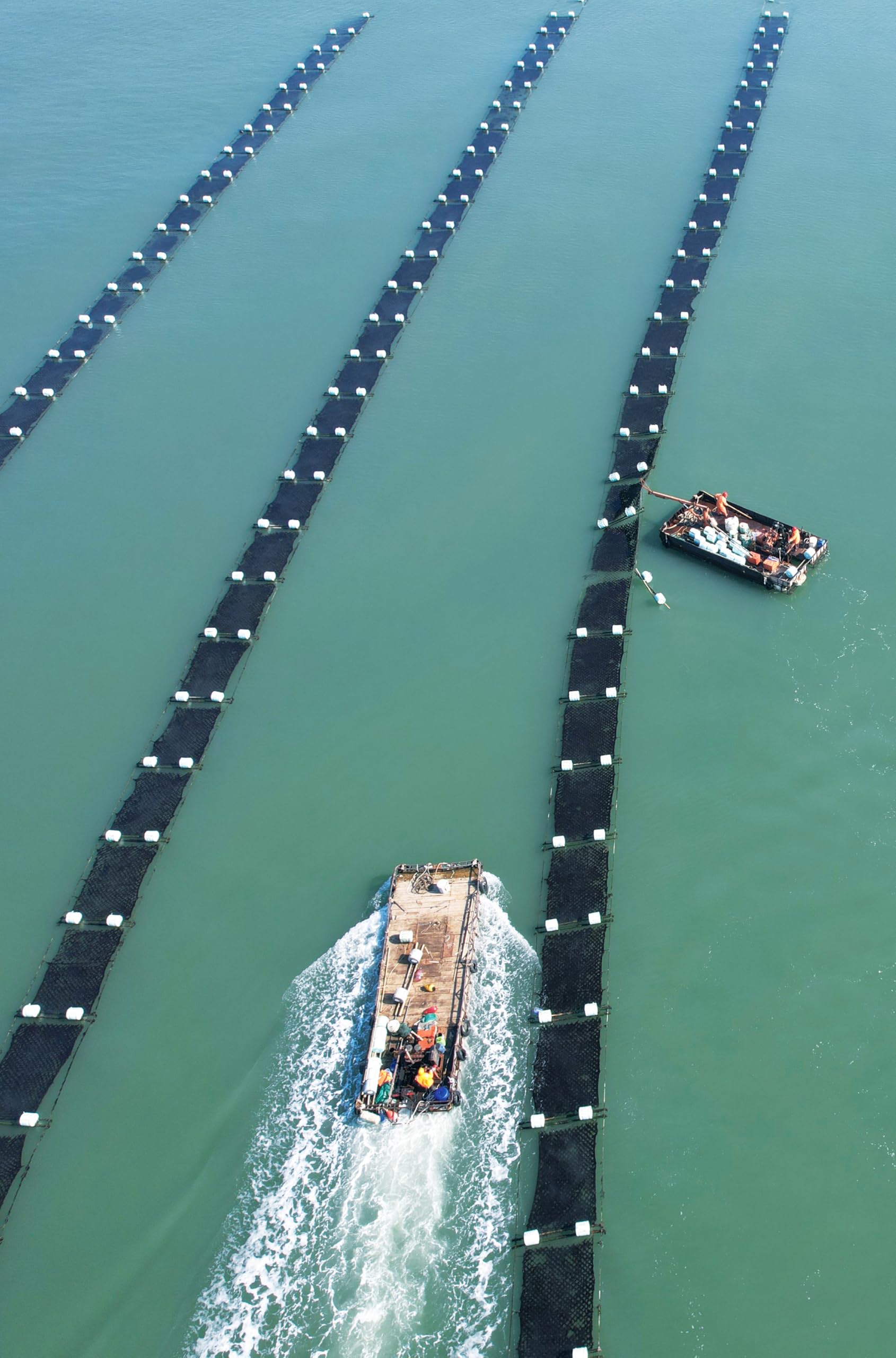 Emma Basic Seaweed Sushi Nori 40 Full Sheets - Young & Crunchy, High Protein, High Fibre 4