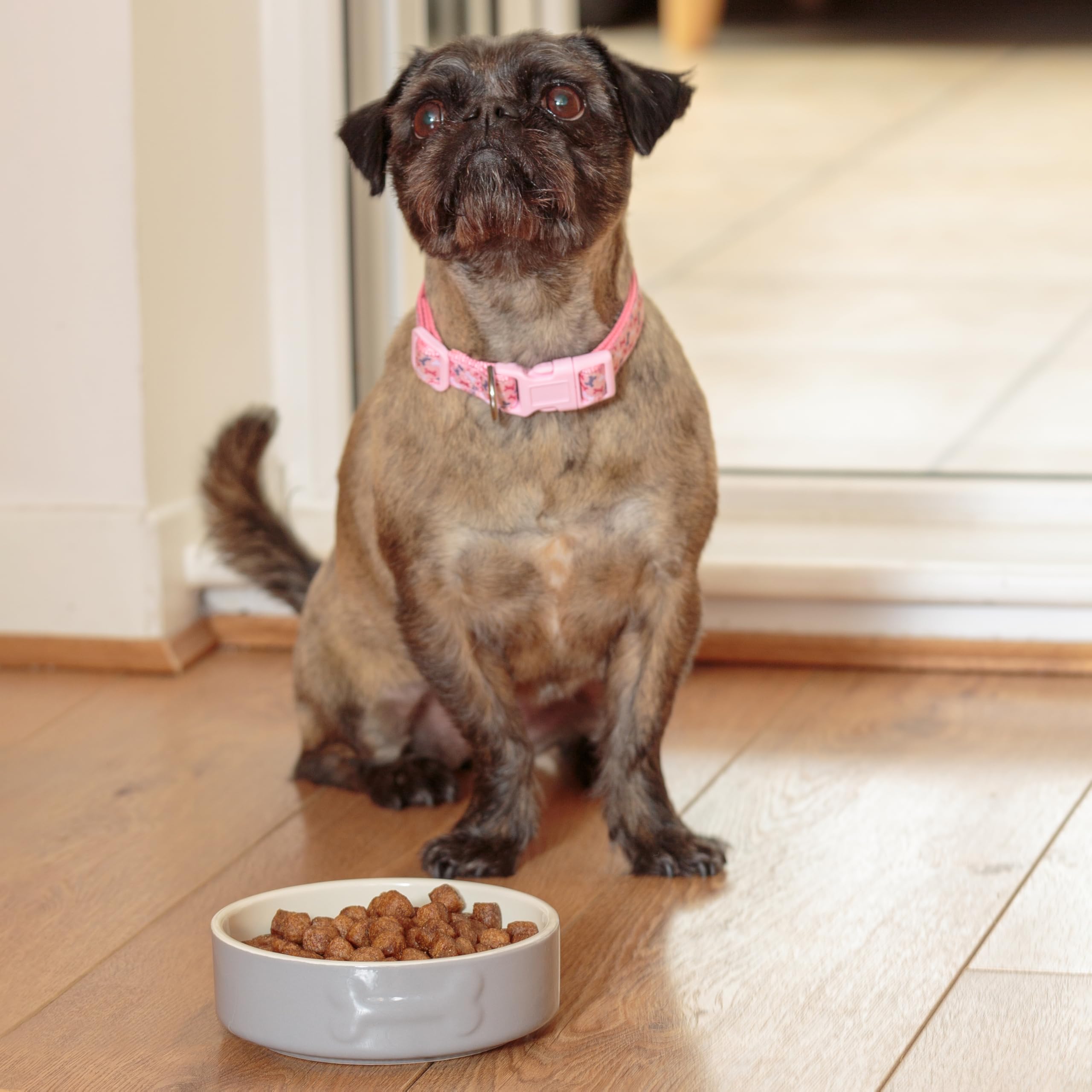 Mason Cash Colour Mix Grey Dog Bowl - 15cm Diameter | 500ml Capacity | Durable Stoneware