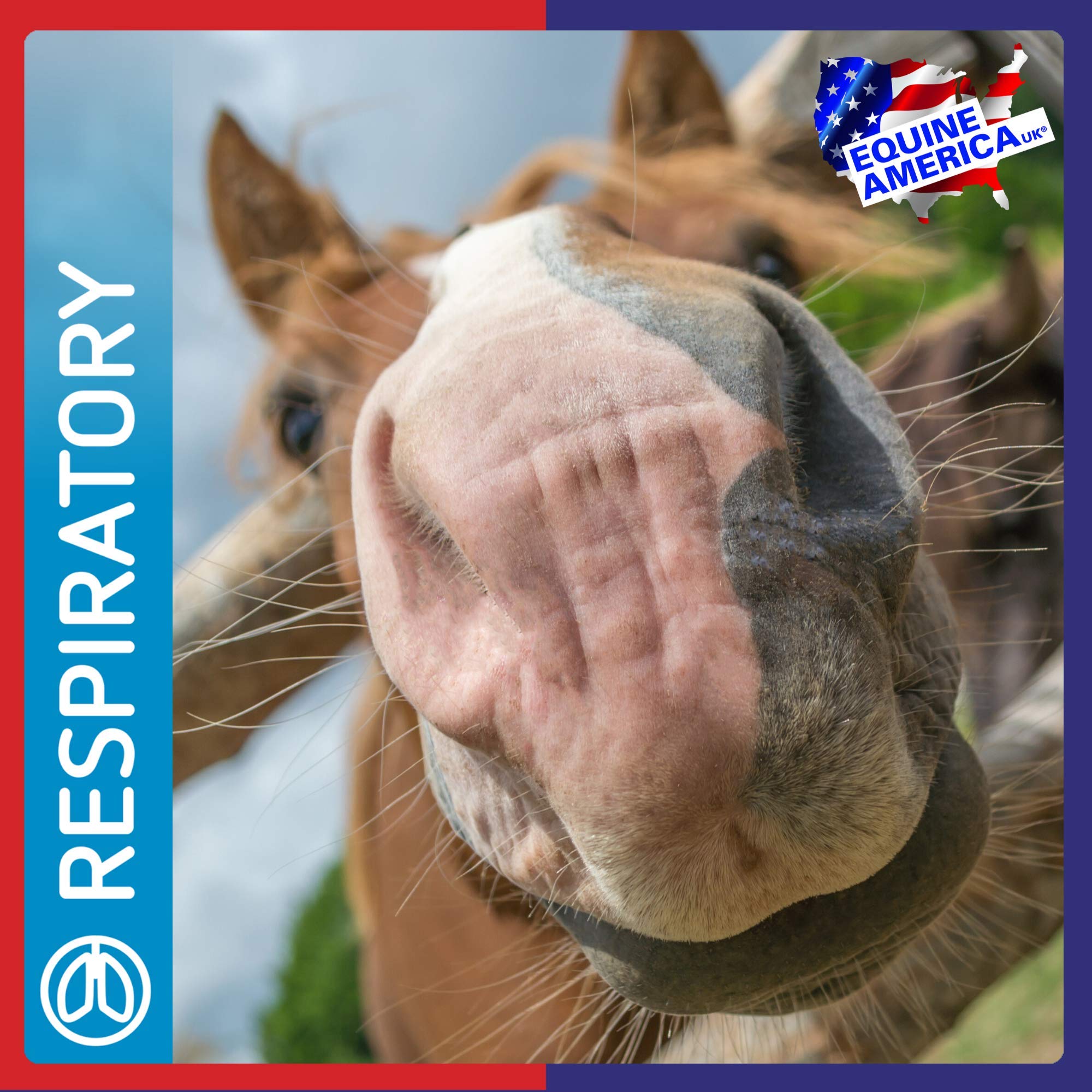 Equine America Airways Solution - Supports Respiratory Health | 500ml 6